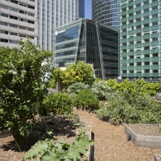 un jardin comestible au pied des logements