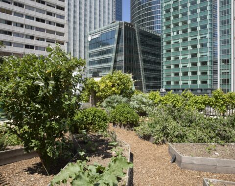 un jardin comestible au pied des logements